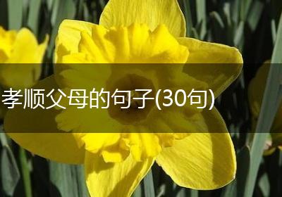 孝顺父母的句子(30句)