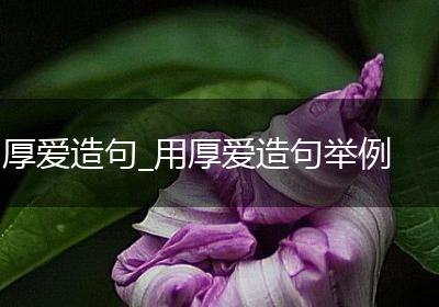 厚爱造句_用厚爱造句举例
