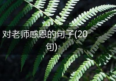 对老师感恩的句子(20句)