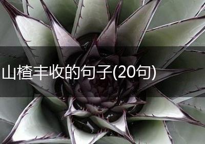 山楂丰收的句子(20句)