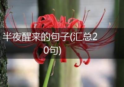 半夜醒来的句子(汇总20句)