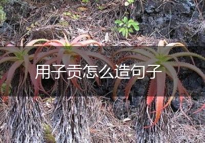 用子贡怎么造句子