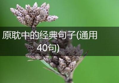 原耽中的经典句子(通用40句)
