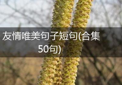 友情唯美句子短句(合集50句)