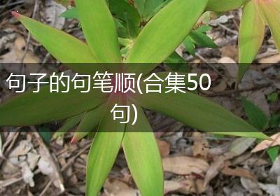 句子的句笔顺(合集50句)