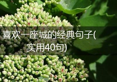 喜欢一座城的经典句子(实用40句)