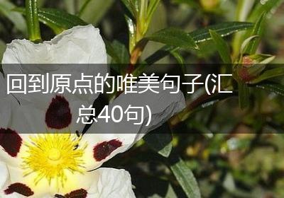 回到原点的唯美句子(汇总40句)