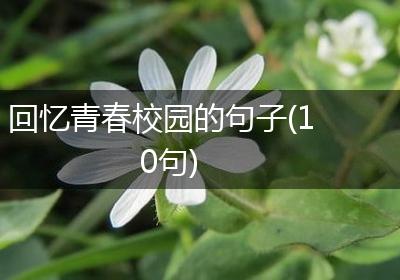 回忆青春校园的句子(10句)