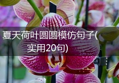 夏天荷叶圆圆模仿句子(实用20句)