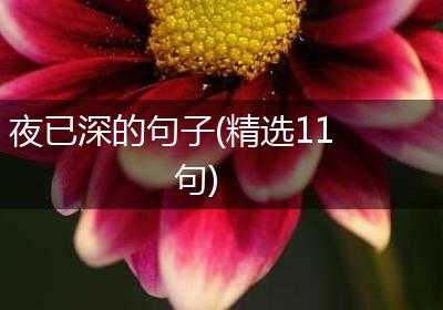 夜已深的句子(精选11句)