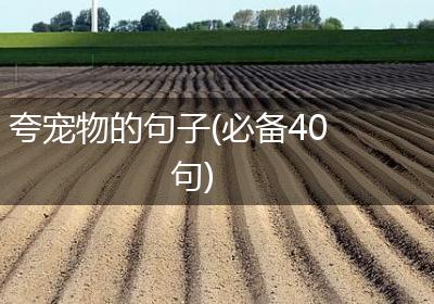 夸宠物的句子(必备40句)