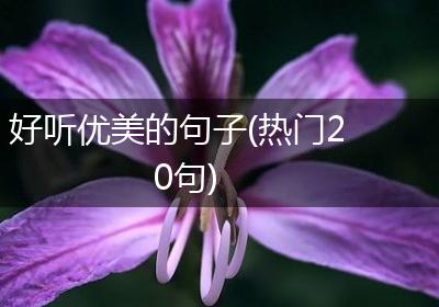 好听优美的句子(热门20句)