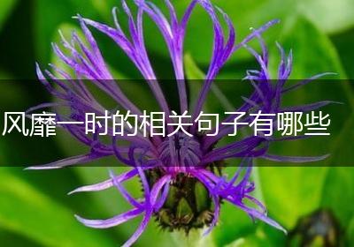 风靡一时的相关句子有哪些