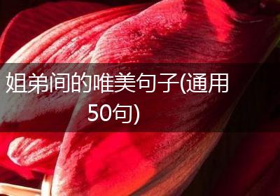 姐弟间的唯美句子(通用50句)