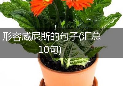 形容威尼斯的句子(汇总10句)
