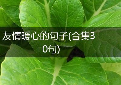 友情暖心的句子(合集30句)