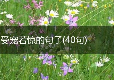 受宠若惊的句子(40句)