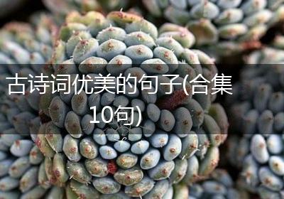 古诗词优美的句子(合集10句)