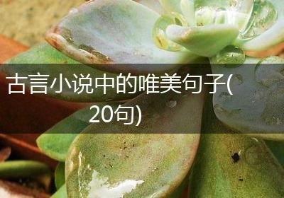 古言小说中的唯美句子(20句)