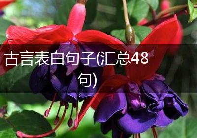 古言表白句子(汇总48句)