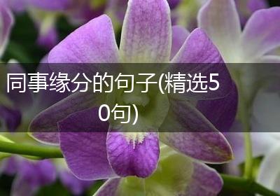 同事缘分的句子(精选50句)