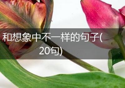 和想象中不一样的句子(20句)