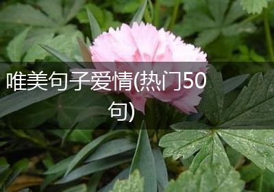 唯美句子爱情(热门50句)