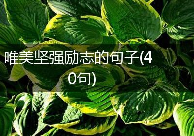 唯美坚强励志的句子(40句)