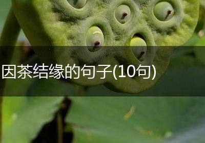 因茶结缘的句子(10句)