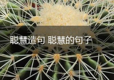聪慧造句 聪慧的句子