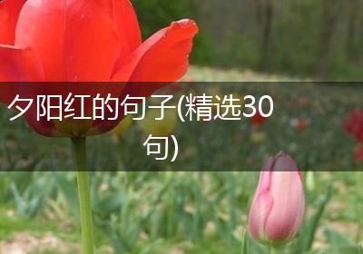 夕阳红的句子(精选30句)