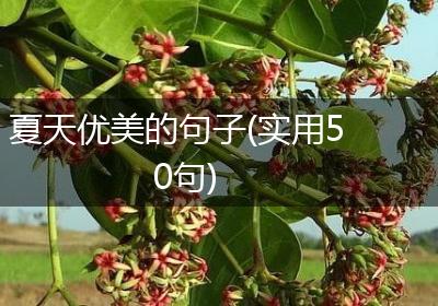 夏天优美的句子(实用50句)