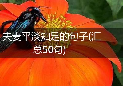 夫妻平淡知足的句子(汇总50句)