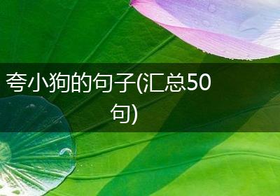 夸小狗的句子(汇总50句)