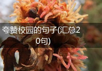 夸赞校园的句子(汇总20句)