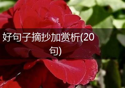 好句子摘抄加赏析(20句)