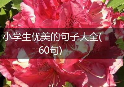 小学生优美的句子大全(60句)