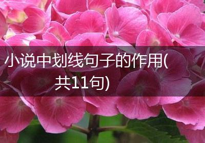 小说中划线句子的作用(共11句)