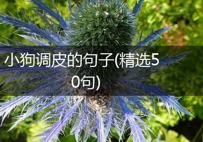 小狗调皮的句子(精选50句)