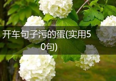 开车句子污的蛋(实用50句)
