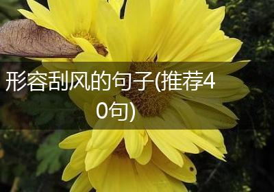 形容刮风的句子(推荐40句)