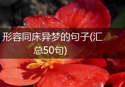形容同床异梦的句子(汇总50句)