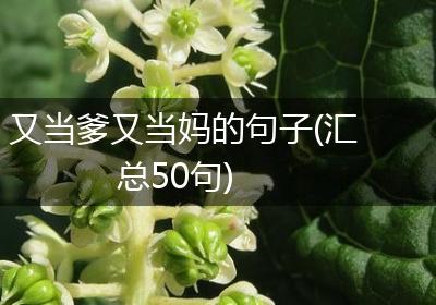 又当爹又当妈的句子(汇总50句)