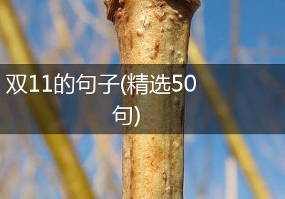 双11的句子(精选50句)