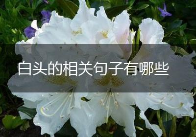 白头的相关句子有哪些
