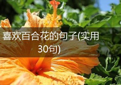 喜欢百合花的句子(实用30句)