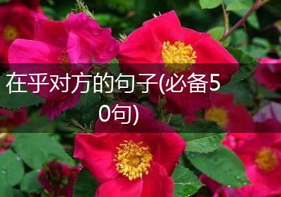在乎对方的句子(必备50句)