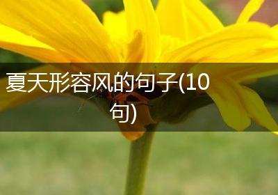 夏天形容风的句子(10句)