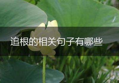 追根的相关句子有哪些