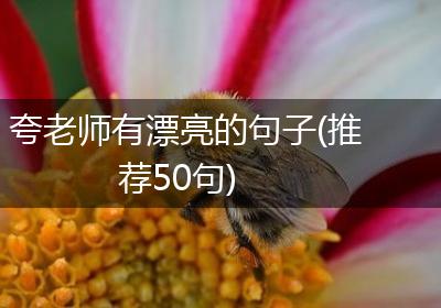 夸老师有漂亮的句子(推荐50句)